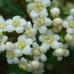 Tiny Flowers Are Easy To Overlook