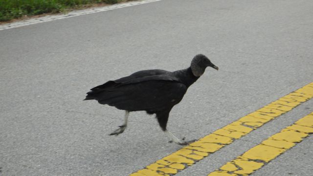 Why Did The Vulture Cross The Road?