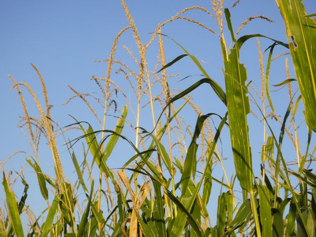 Harvest Time Is Near