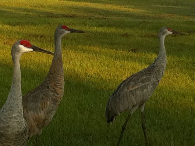 Florida Sandhill Cranes are a threatened species, but plentiful in the neighbor's yard.