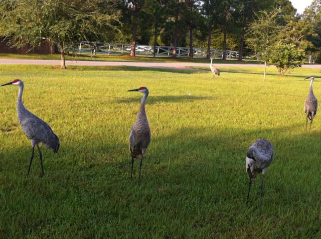 Birds of a feather, flock together. Same with Baby Boomers.