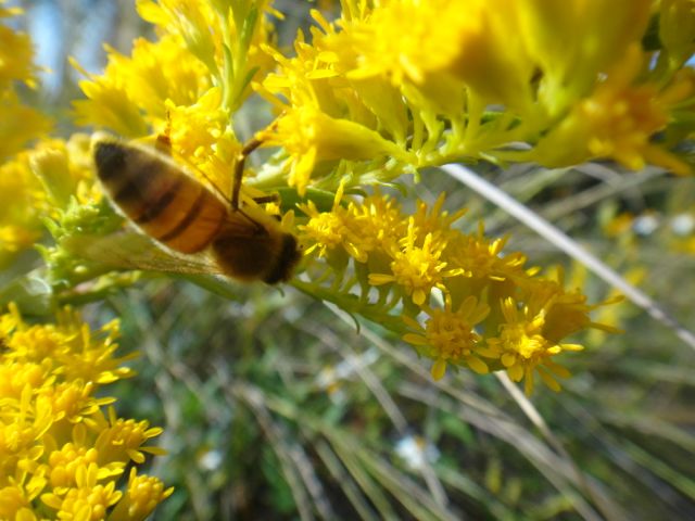 Yep, same bee as yesterday.