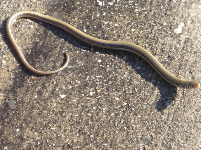 Being called a snake is never a compliment.