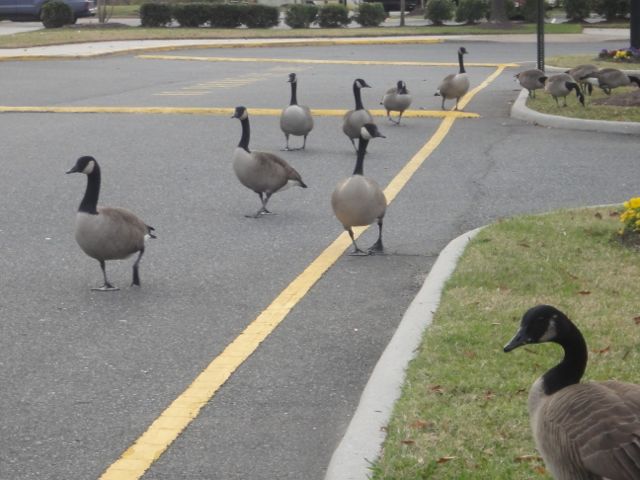 Try to get our proverbial ducks (or geese) in a row.