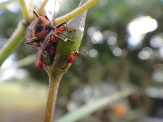 an almost imperceptible little detail...momma and her babies insects