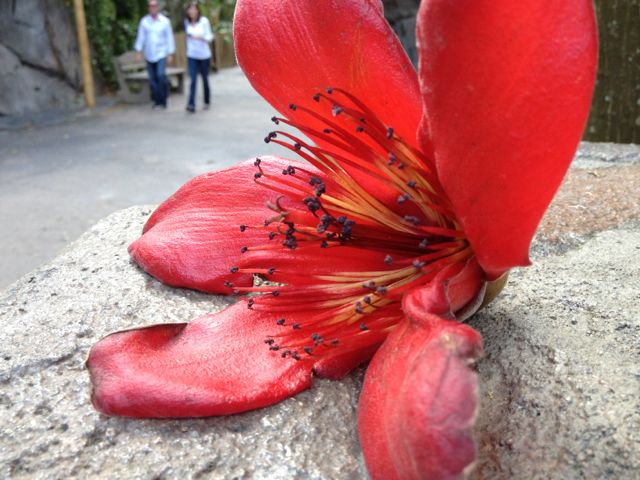 a flower and a rock....art art