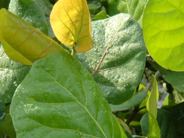 amazing what sun light and rain water can do to sea grape leaves sea grape