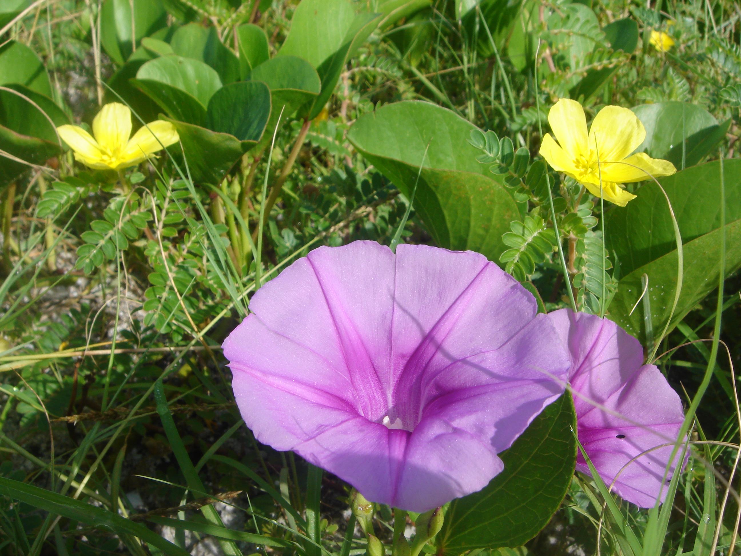 nature's candles beach flowers