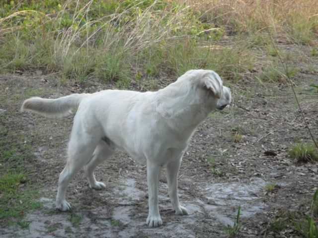 he's the star at Leadership is like training a puppy leadership blogs
