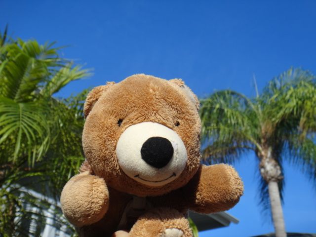 Jack the bear loves summer, and Sanibel Island, Florida sanibel island, florida
