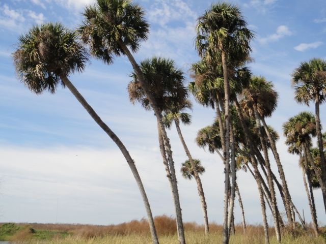 palm forest