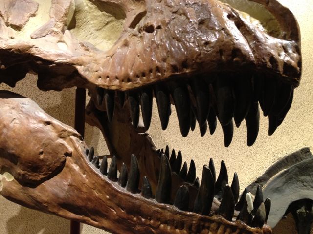 Museum of Natural History