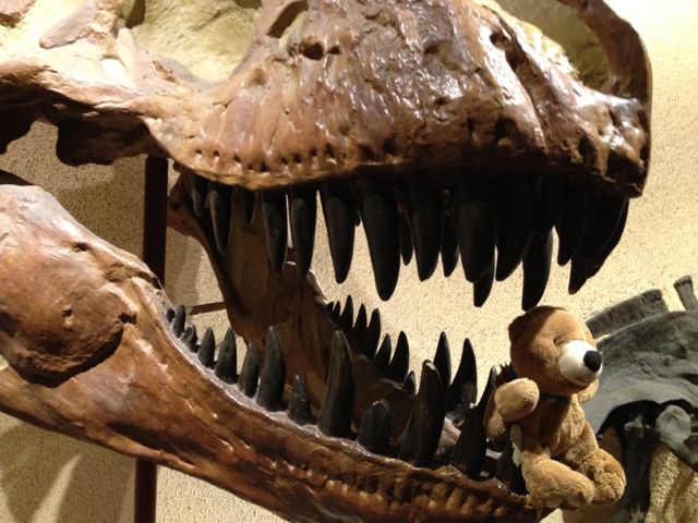 Museum of Natural History