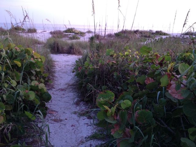 sea grapes