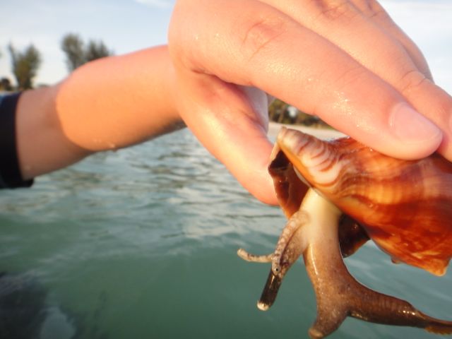Sanibel Island beaches