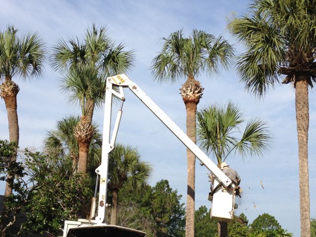 palm tree trimming