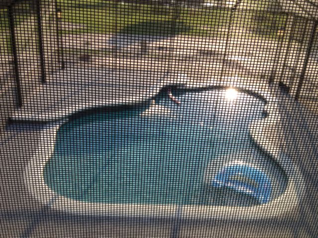 building a pool