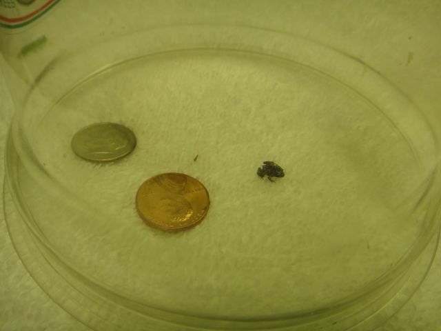 tiny frogs