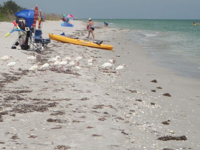 beach birds