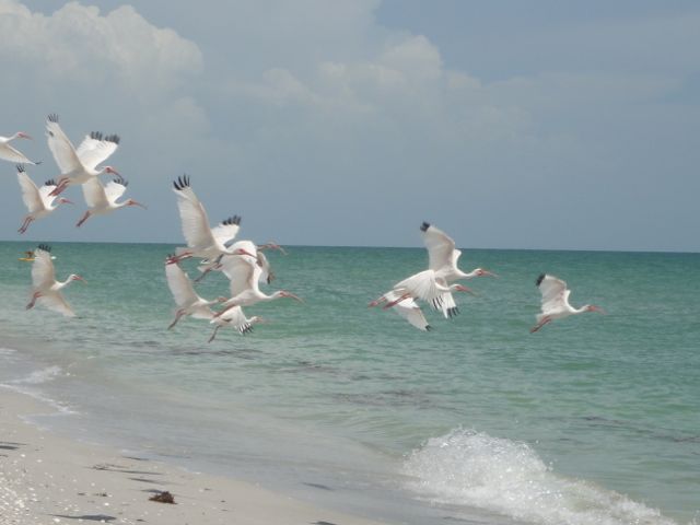 beach birds