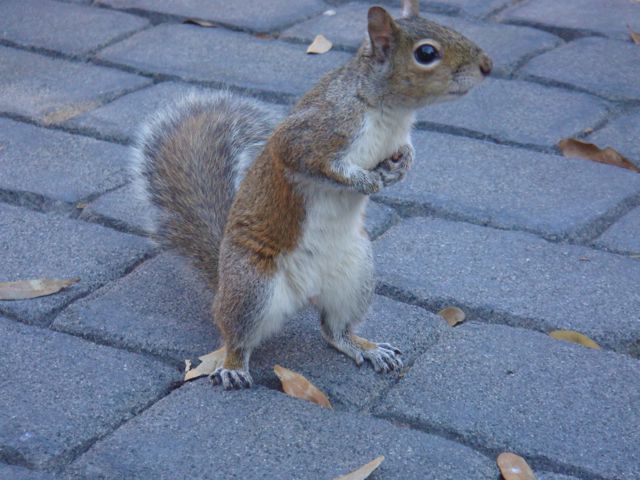 Mr. Squirrel has a question, "Are you making continual progress"? progress