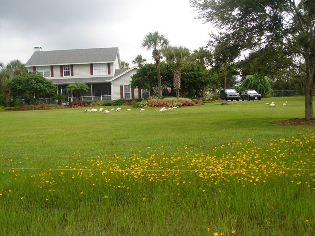 orlando landscaping