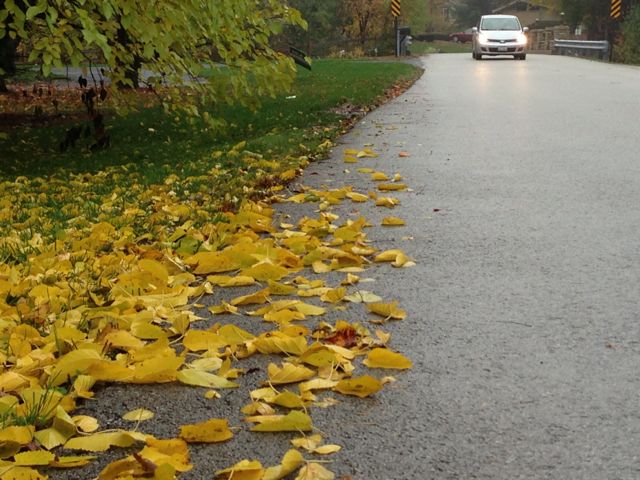 there's a repetitive rhythm, slow and steady, to nature seasons of life