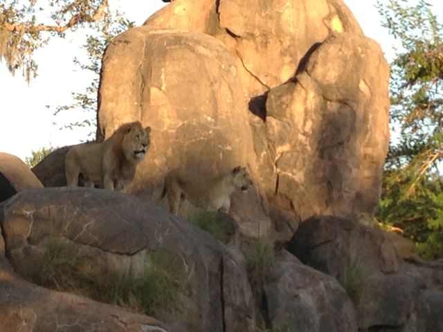 what's for dinner? photo of male and female Lions at Disney's Animal Kingdom Theme Park
