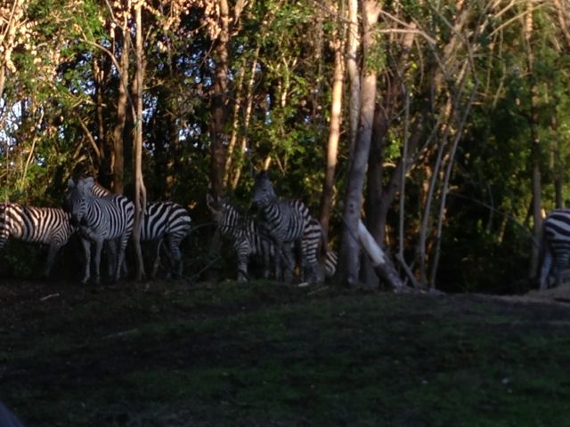 survival of the fittest is how the food chain works photo of zebras at Disney's Animal Kingdom Theme Park