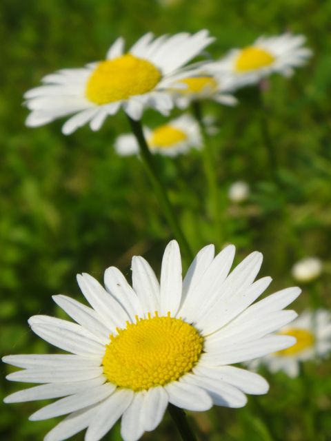 a couple brilliant daisies in a field