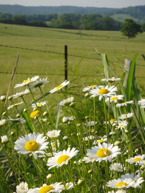 roadside wildflowers in Tennessee