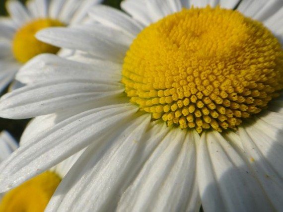 close up of roadside daisy