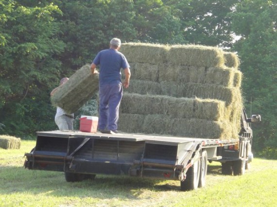 baling hay