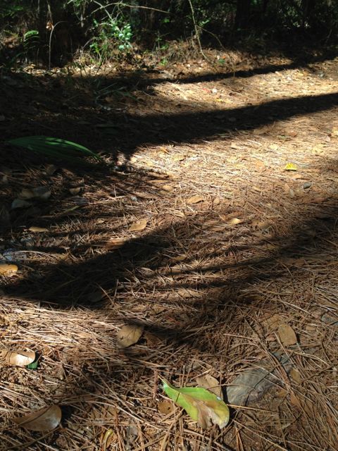 Palm frond shadow on Florida landscape