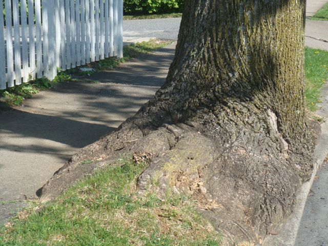 overgrown tree stump next to sidewalk