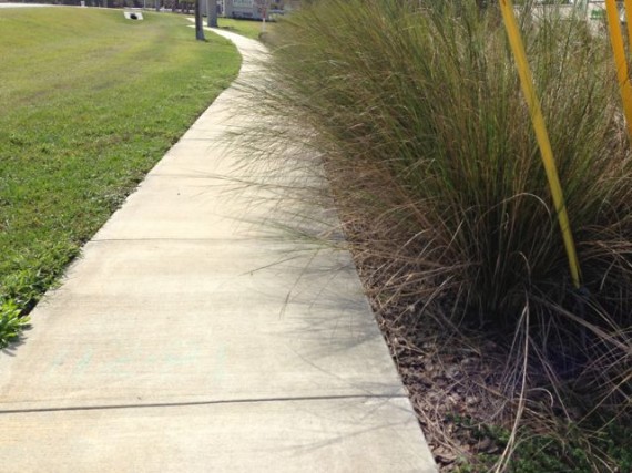 Plants planted too close to the sidewalk