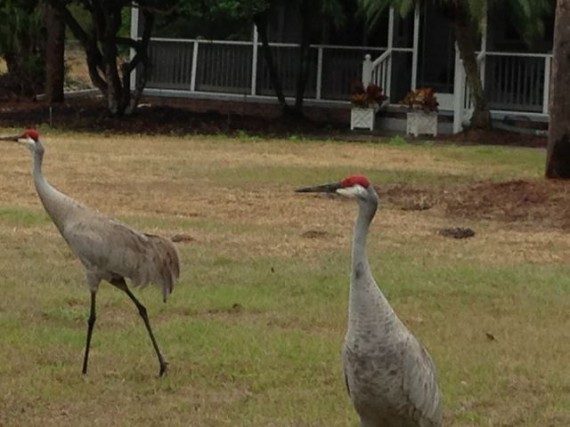 Florida Sand Hill Cranes in homeowner yard