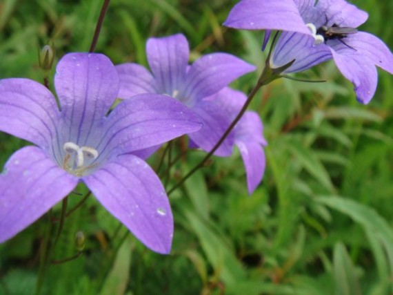Finland Summer ild flowers