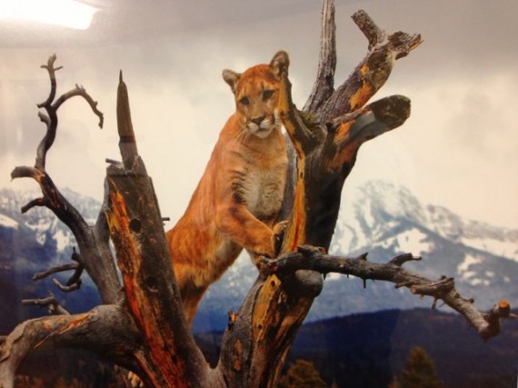 Photo of Mountain Lion