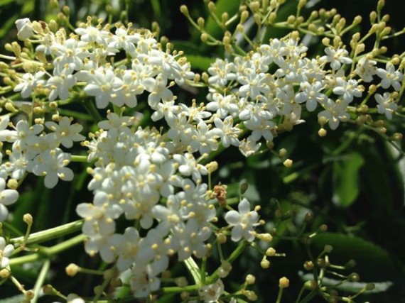 Common Florida roadside "weed"