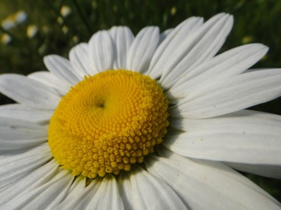 daisy