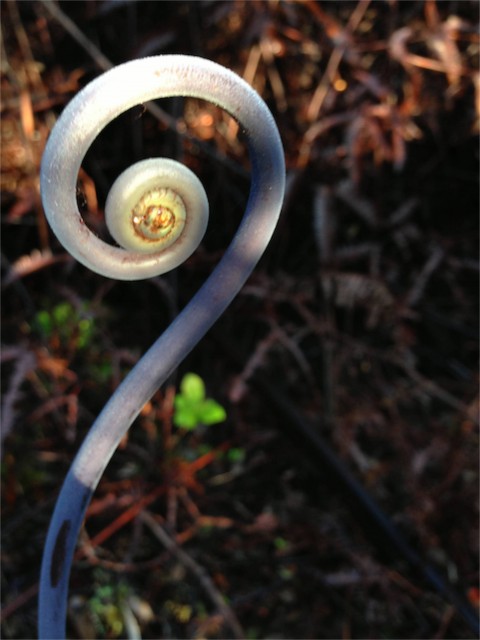 Fern unraveling at Volcanoes National Park