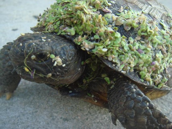 Small Turtle covered in duckweed
