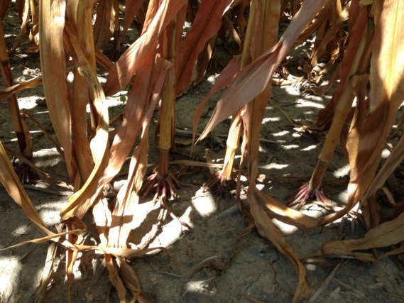 Corn stalks require strong roots
