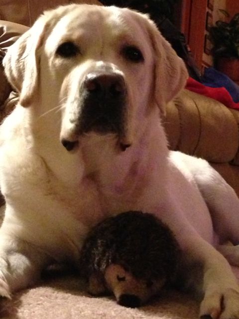 Cooper is staying at Disney - Best Friends Pet Kennel