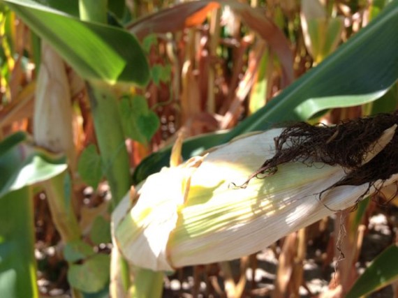 Indiana corn near harvest time