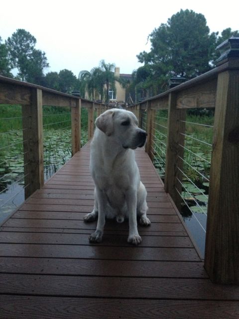 White Lab on Orlando lakefront dock