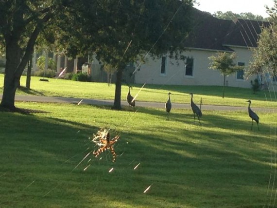 Florida wildlife