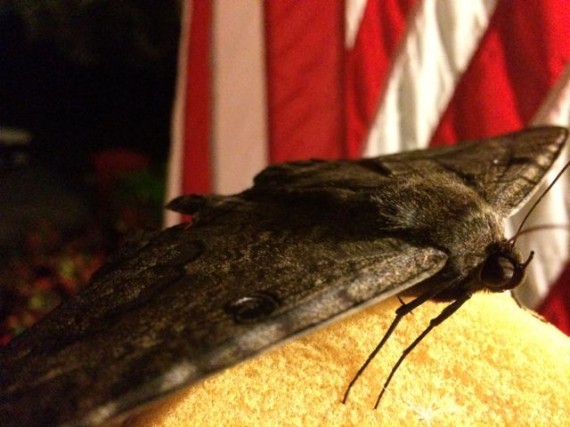 Giant moth at night