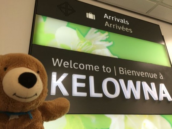 Jack the bear in Kelowna, British Columbia airport